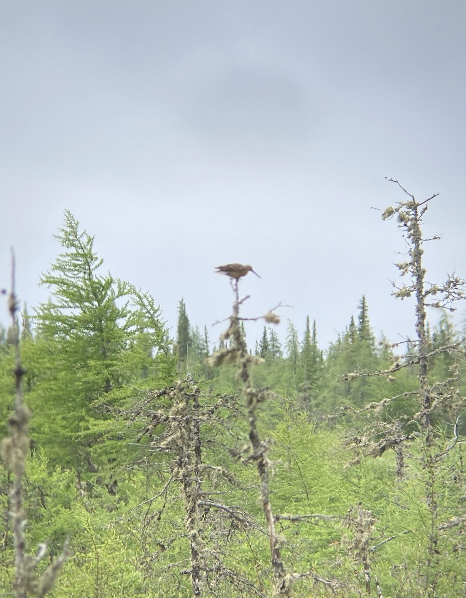 Short-billed Dowitcher - ML595464021