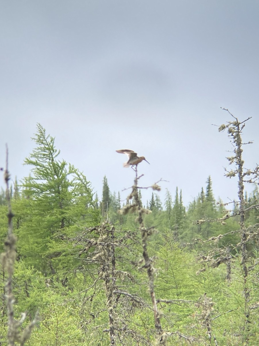 Short-billed Dowitcher - ML595464031