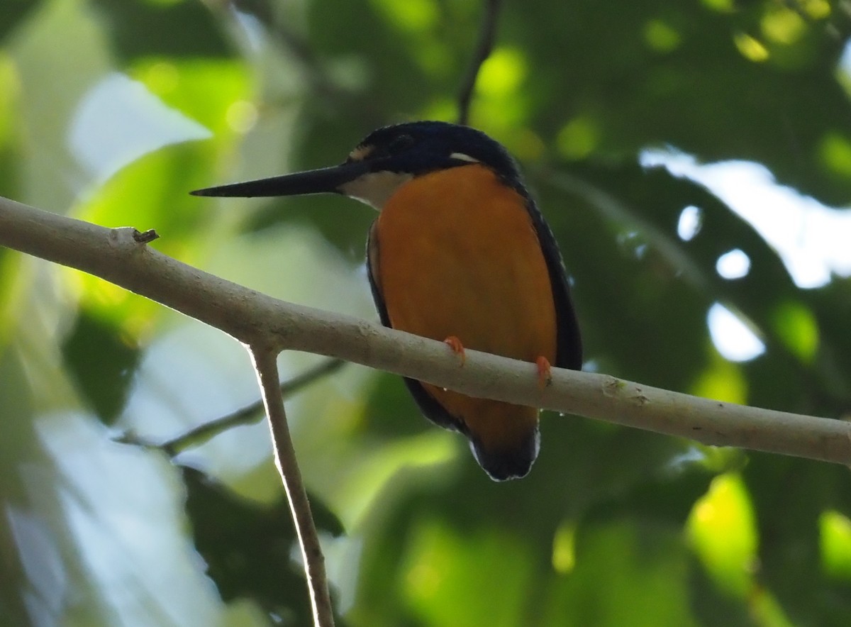 Papuan Dwarf-Kingfisher - ML595465631