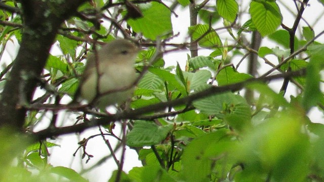 Warbling Vireo - ML595465881