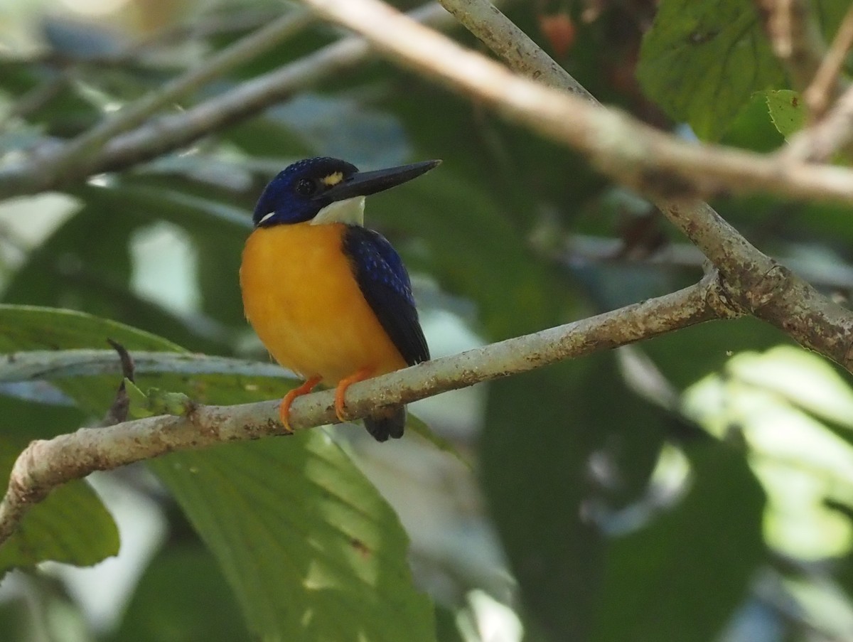 Papuan Dwarf-Kingfisher - ML595465931