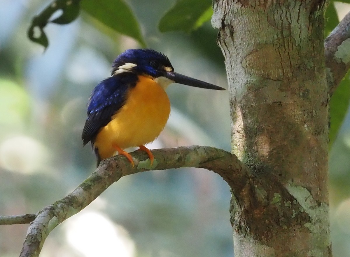 Papuan Dwarf-Kingfisher - ML595466001
