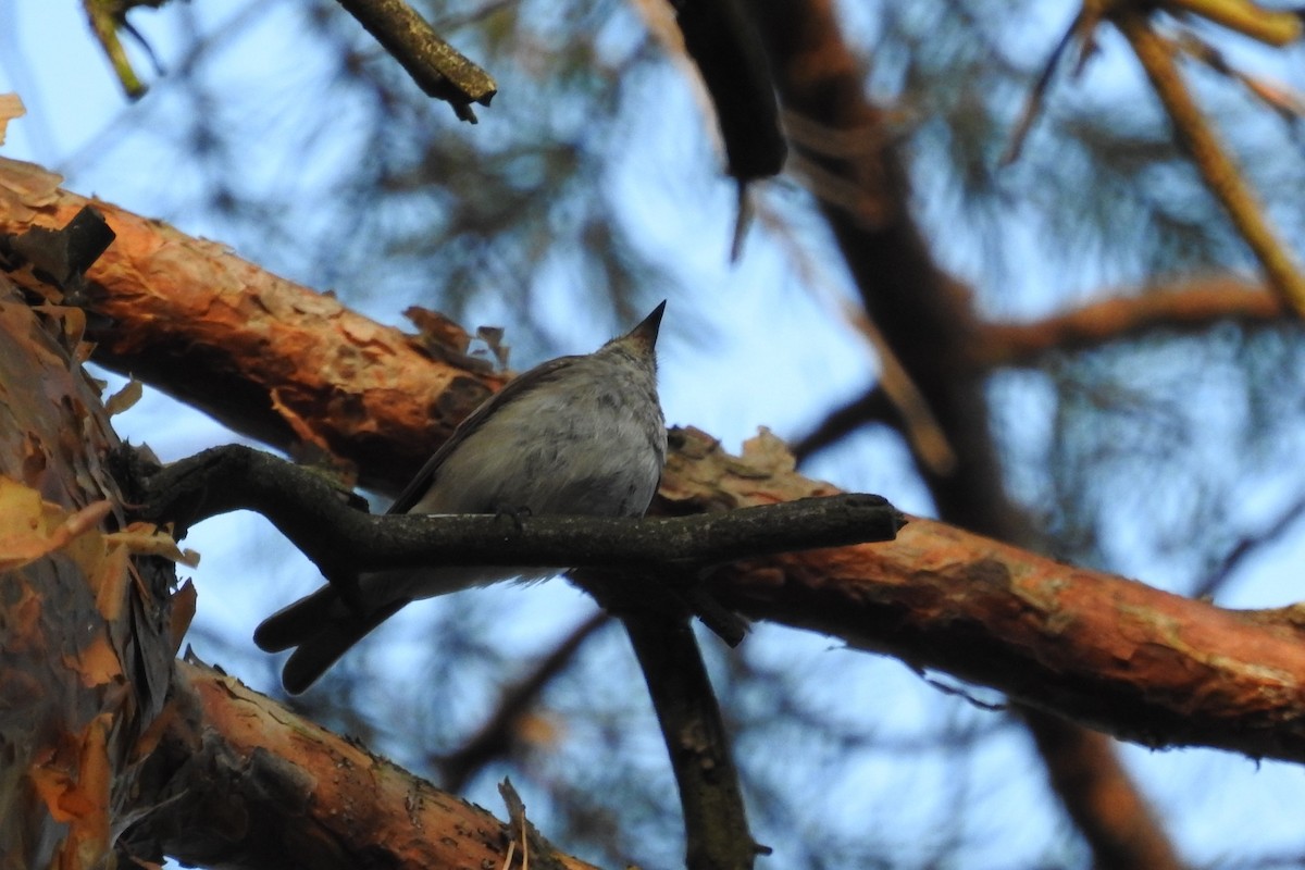 Grauschnäpper - ML595466031