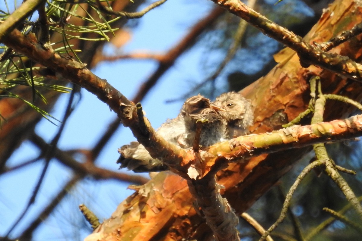 Spotted Flycatcher - ML595466041