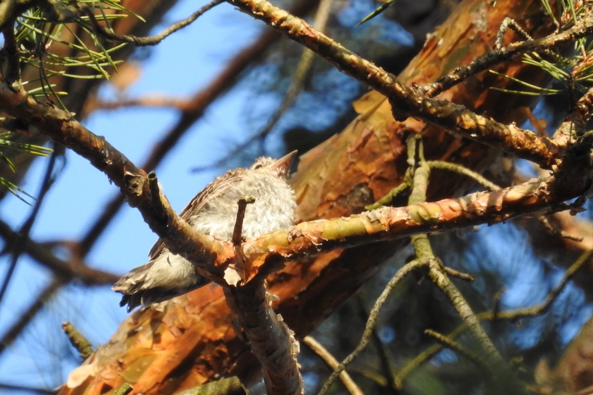 Spotted Flycatcher - ML595466051