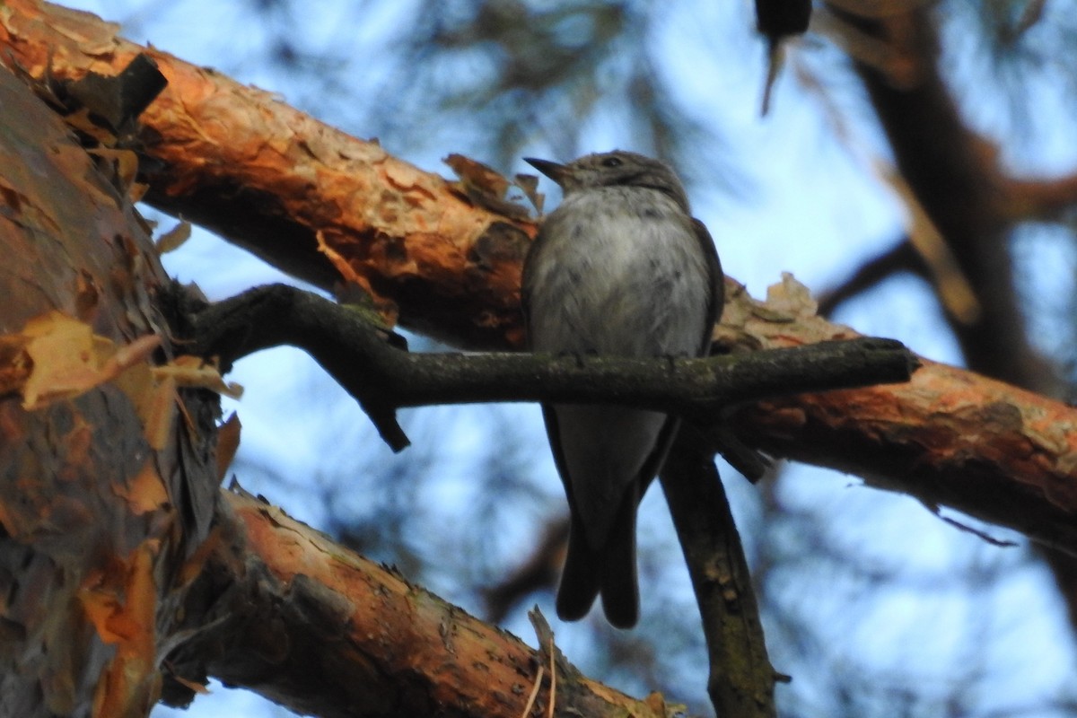 Grauschnäpper - ML595466061