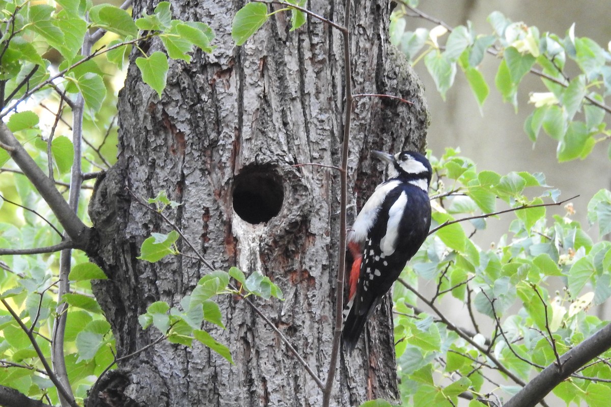 Great Spotted Woodpecker - ML595466211