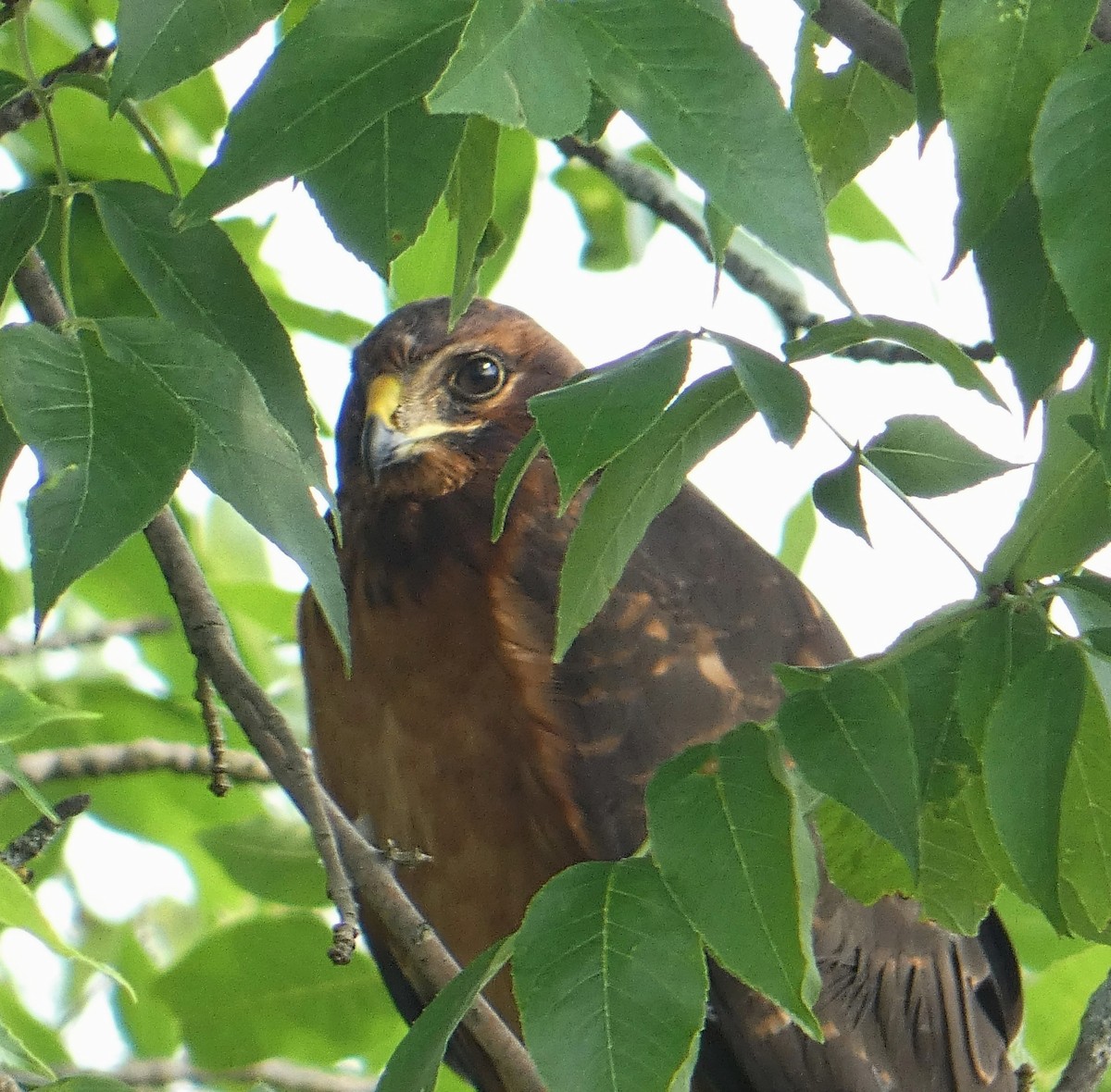 Aguilucho de Hudson - ML595466621