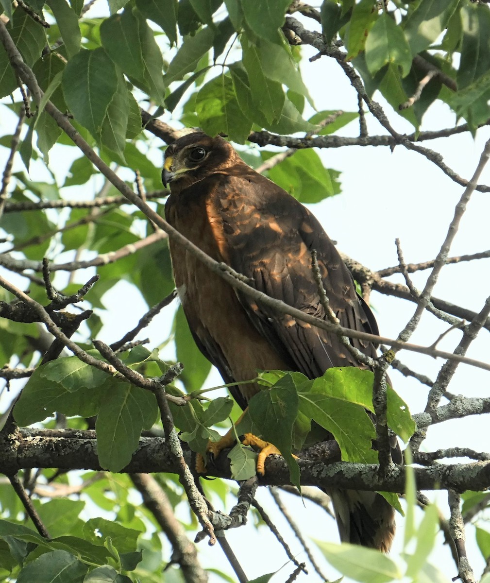 Aguilucho de Hudson - ML595466631