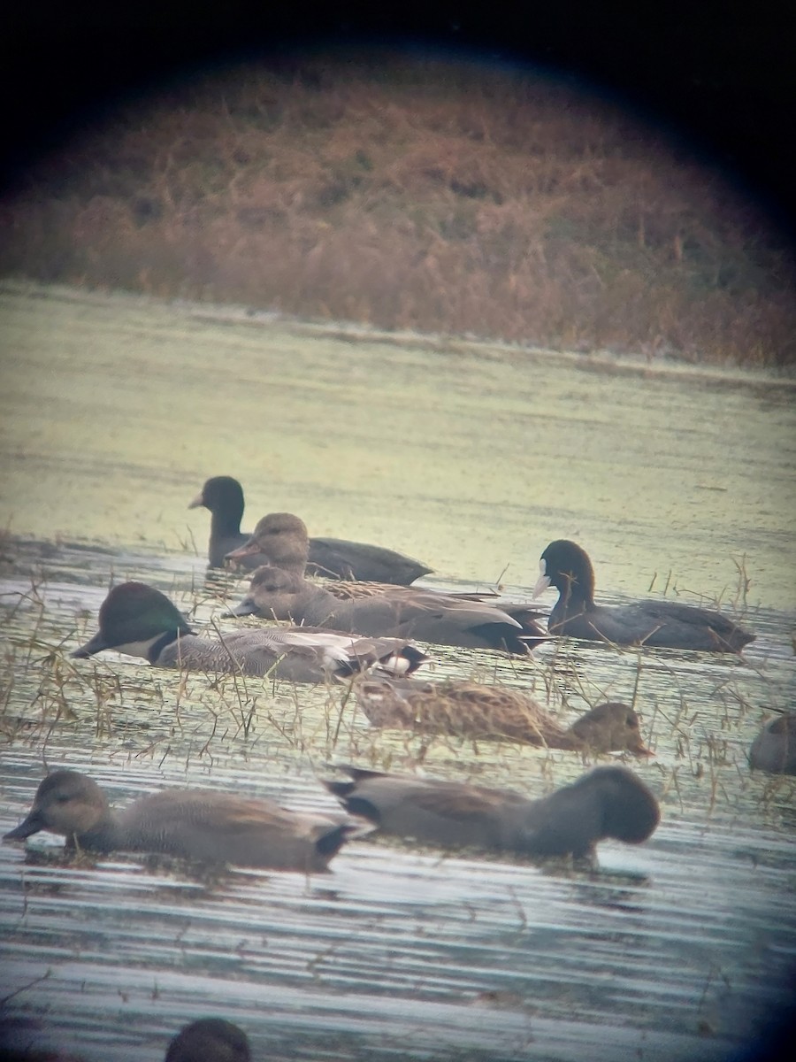 Falcated Duck - ML595466701