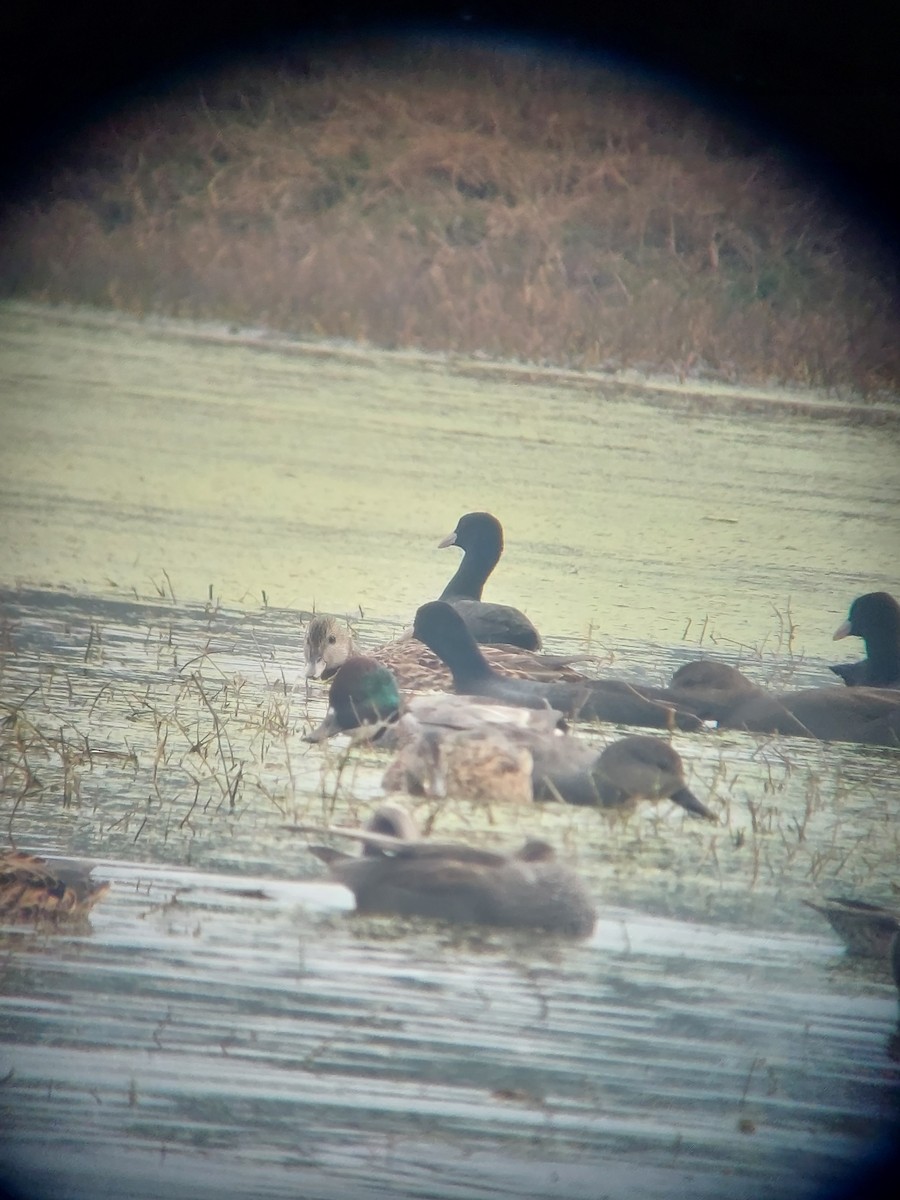 Falcated Duck - ML595466711