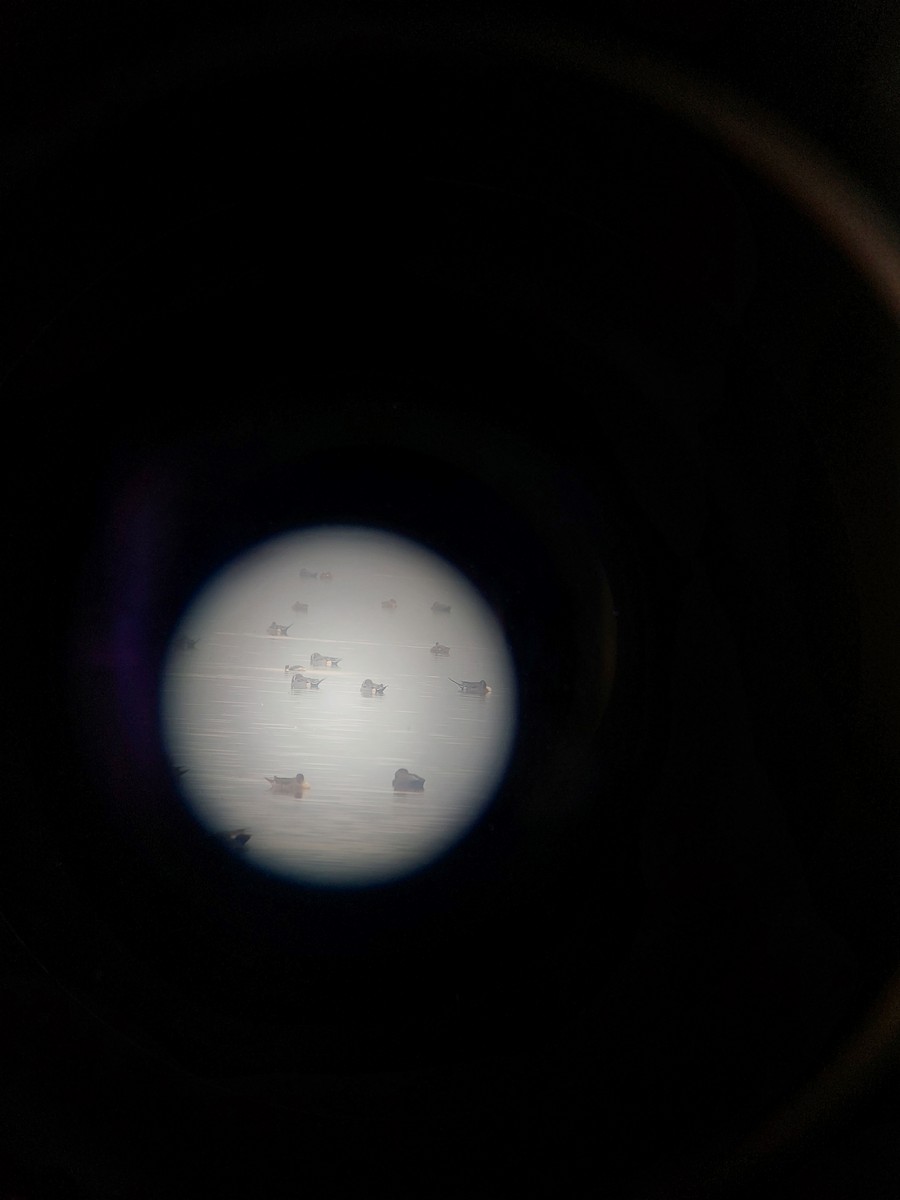 Eared Grebe - ML595466911