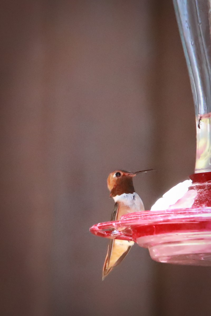 Colibrí Rufo - ML595468061