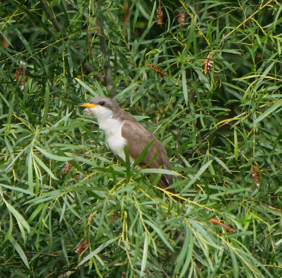 Yellow-billed Cuckoo - ML595468371