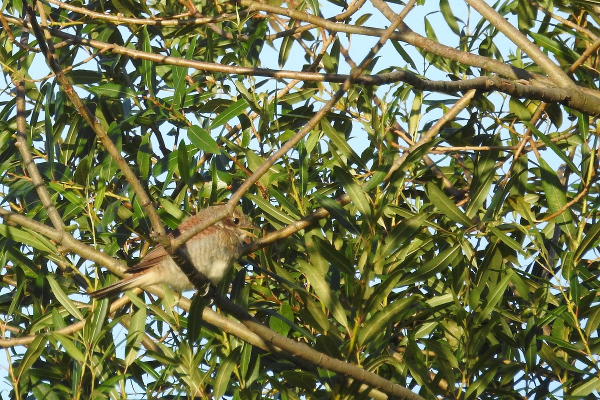 Red-backed Shrike - David Kuster