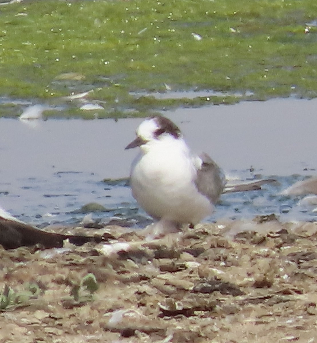 Arctic Tern - ML595469151