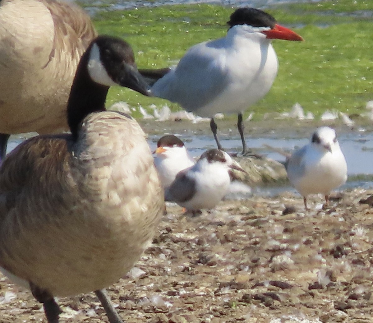 Arctic Tern - ML595469191