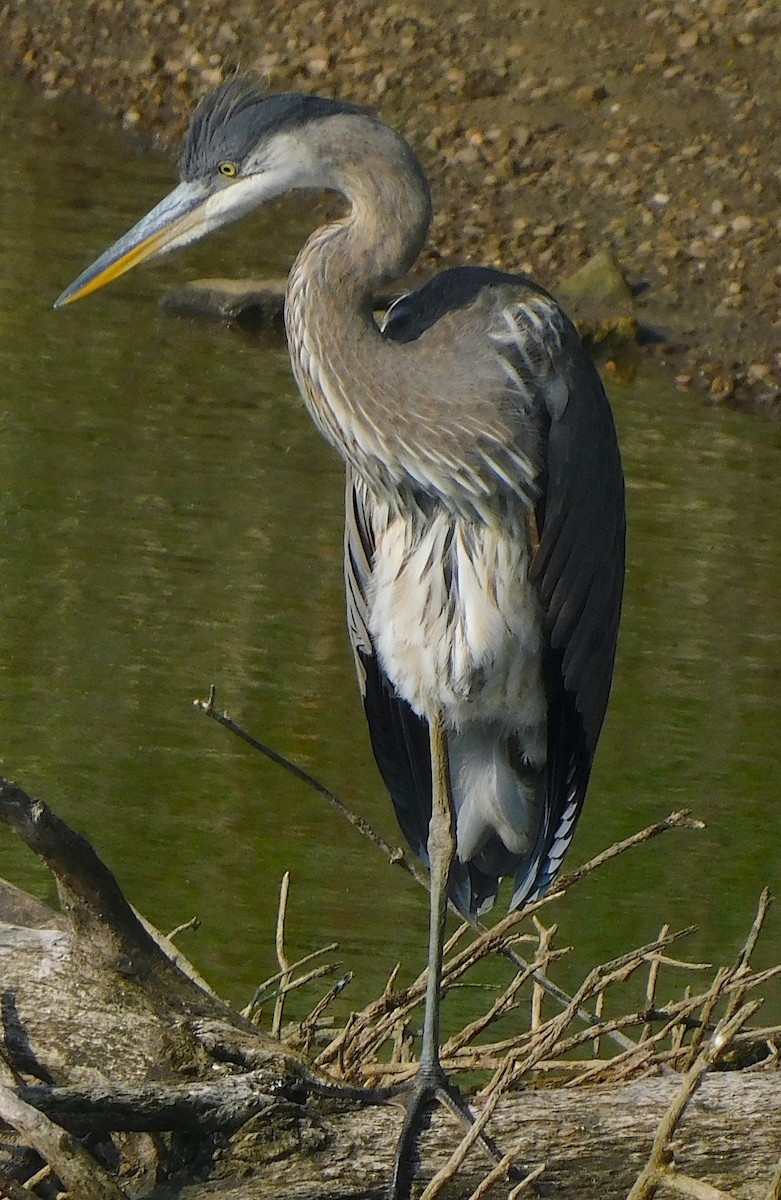 Great Blue Heron - ML595469471