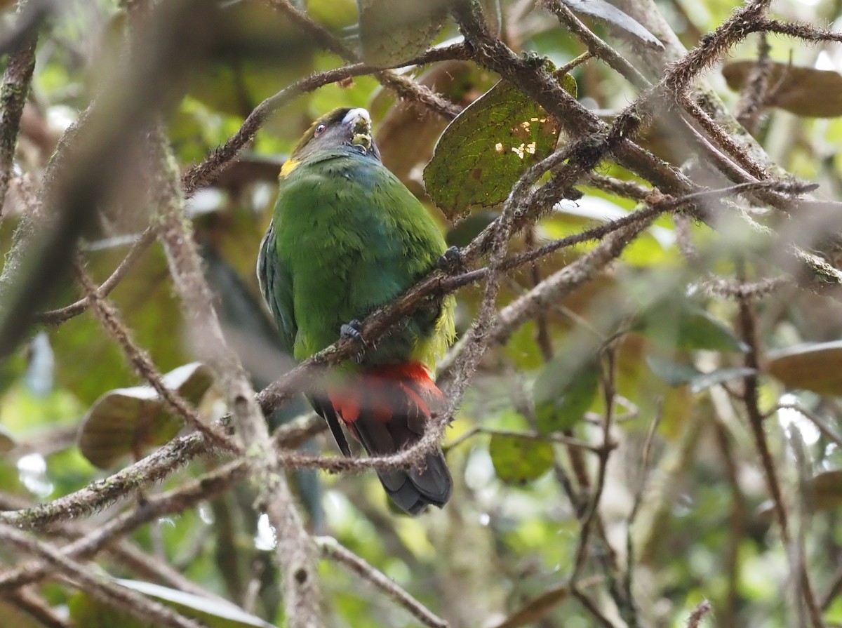 Painted Tiger-Parrot - ML595469481