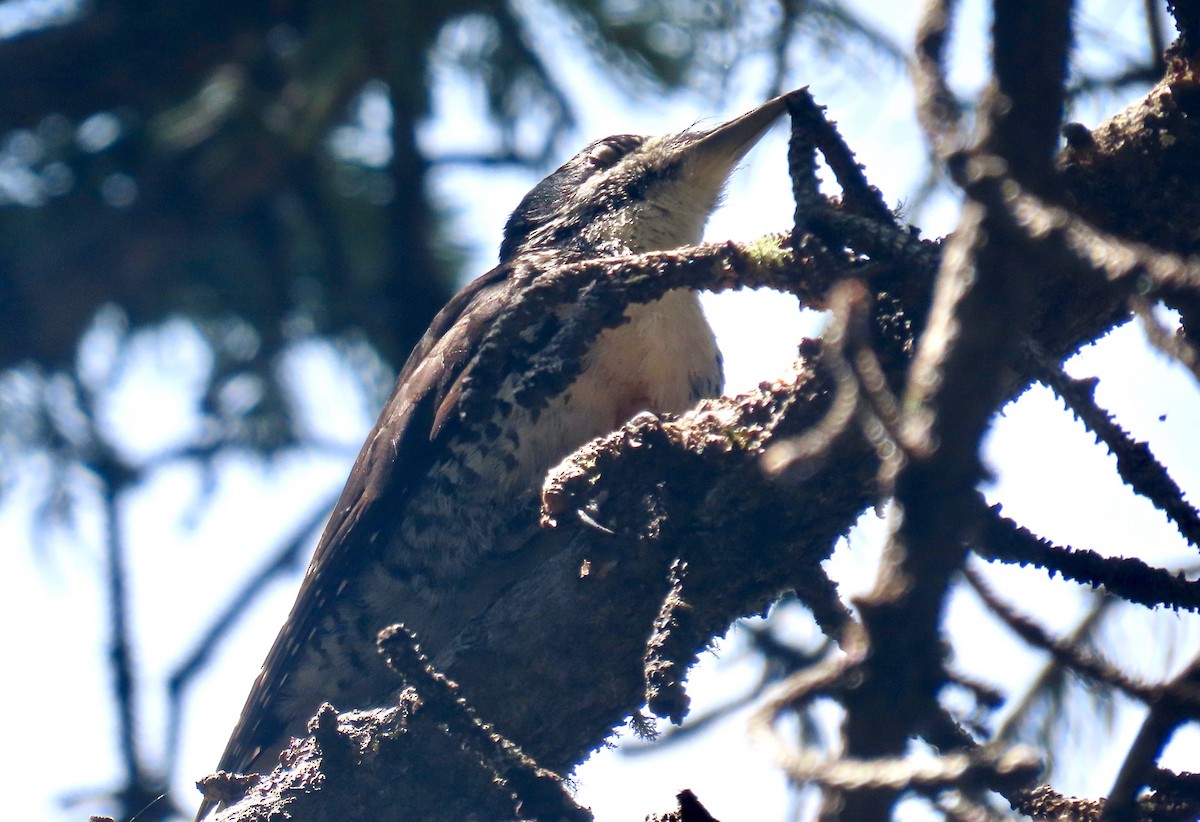 American Three-toed Woodpecker - Ann Hunkins