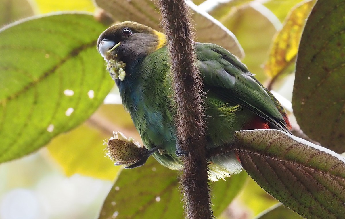 Painted Tiger-Parrot - ML595470221