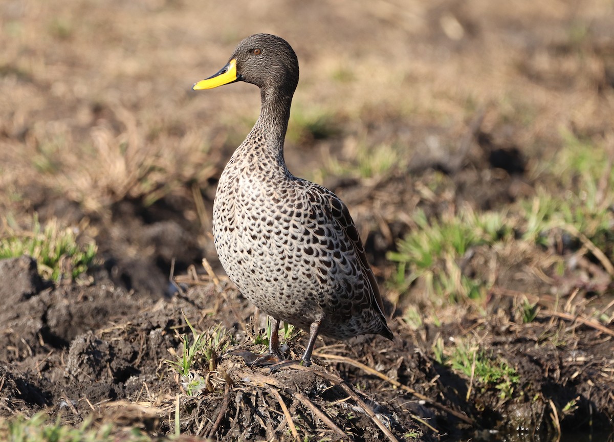 Yellow-billed Duck - ML595471181