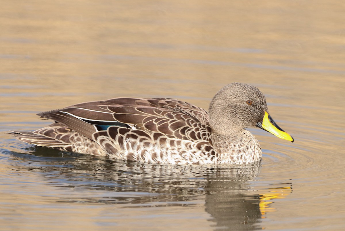 Yellow-billed Duck - ML595471351