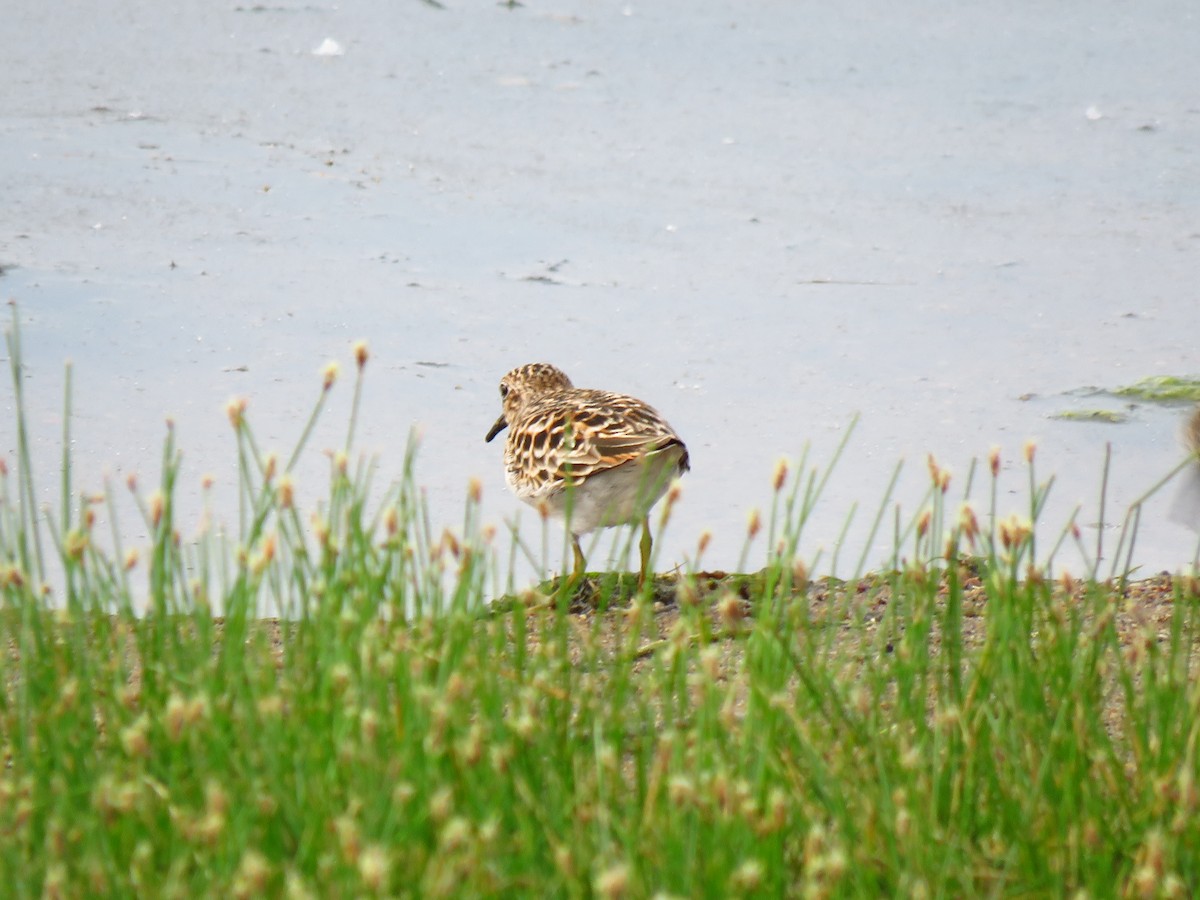 Least Sandpiper - ML595472081