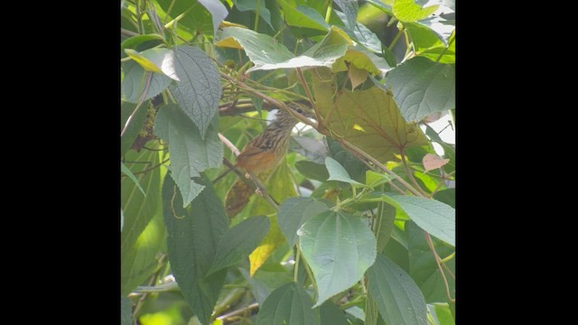 Santa Marta Antbird - ML595472601