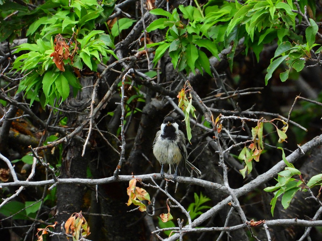 Black-capped Chickadee - Antonio Aguilar