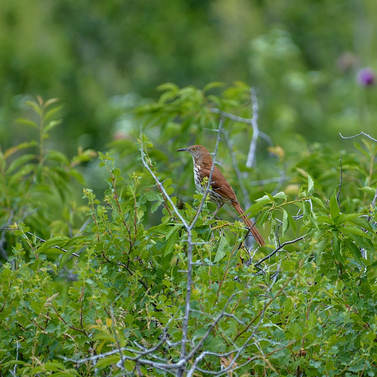 Brown Thrasher - trish H.