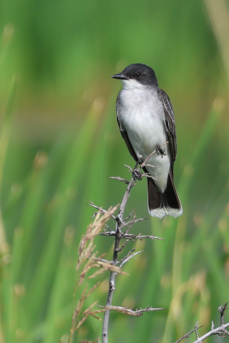 Eastern Kingbird - ML595476241