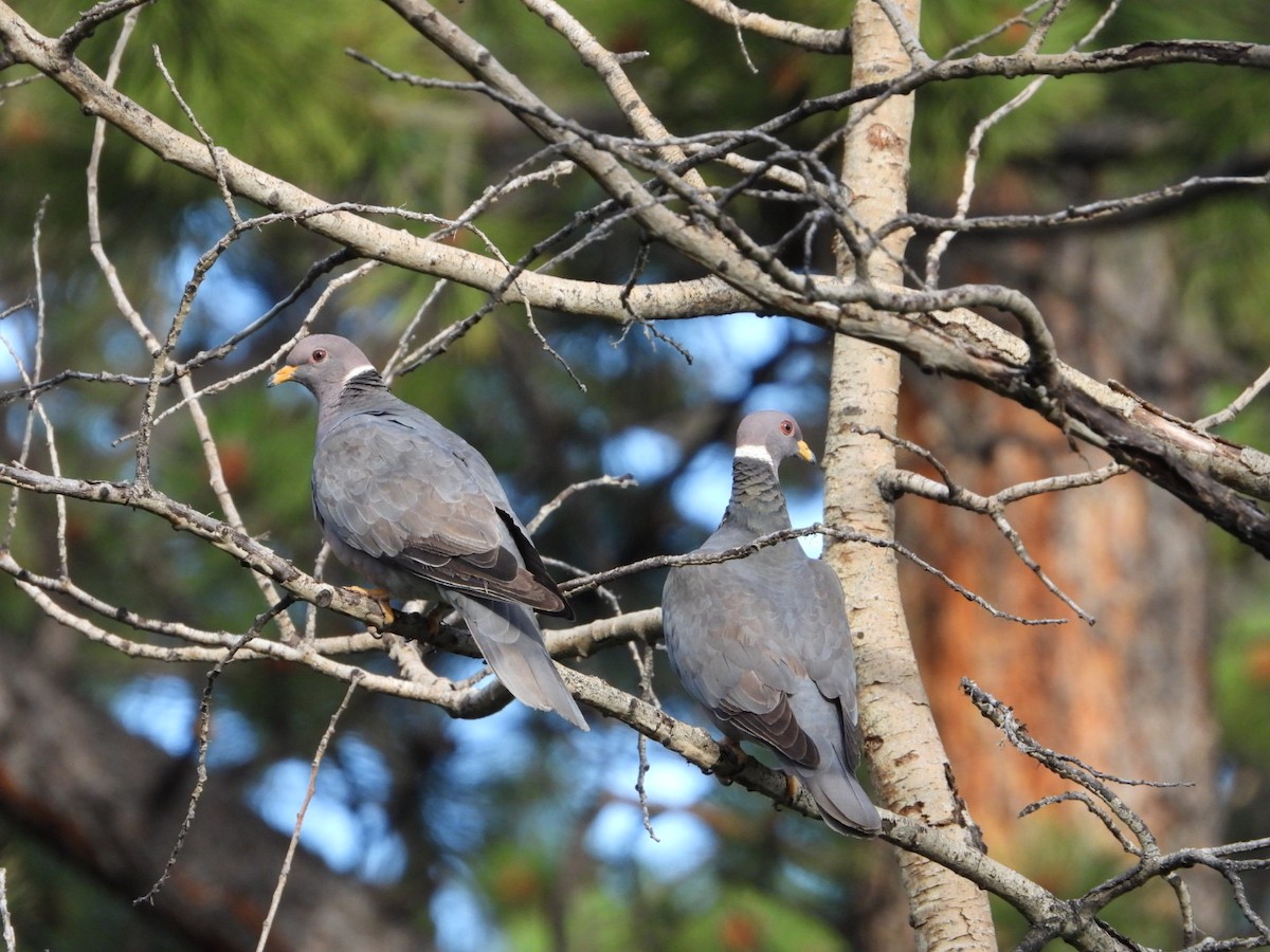 Band-tailed Pigeon - ML595476631