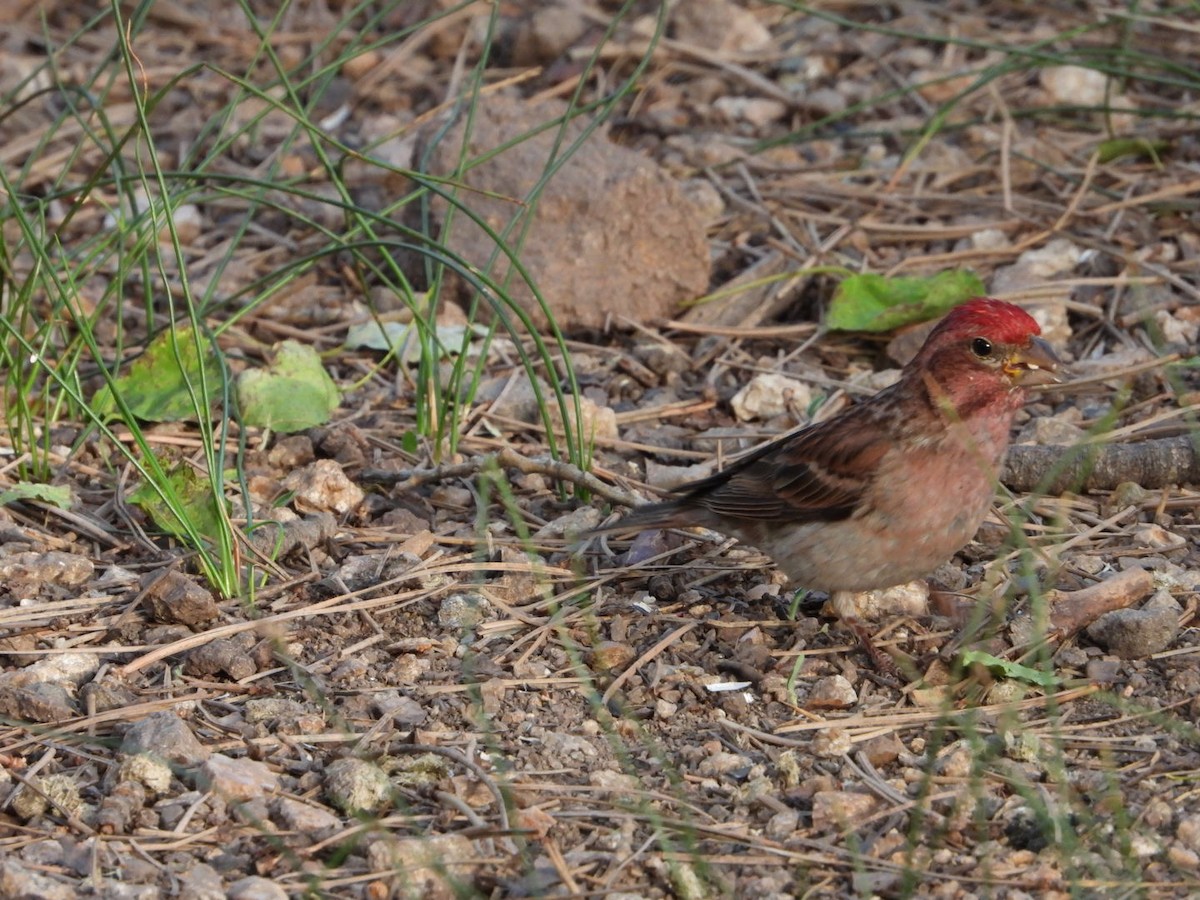 Cassin's Finch - ML595476951