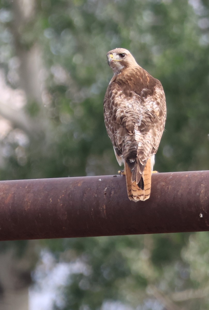 Red-tailed Hawk (calurus/alascensis) - ML595477111