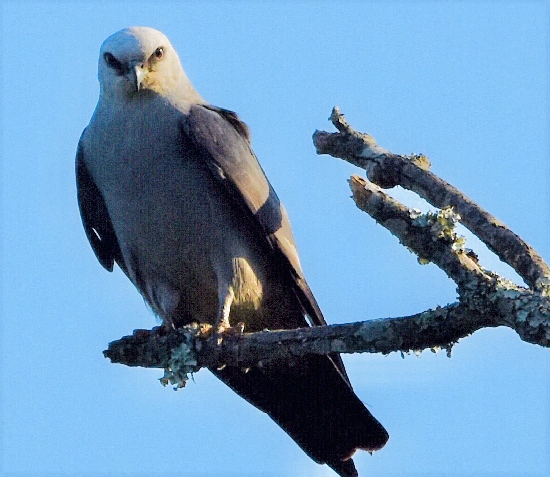 Mississippi Kite - Jason C. Martin