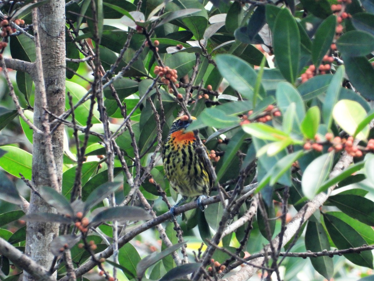 Gilded Barbet - ML595477711