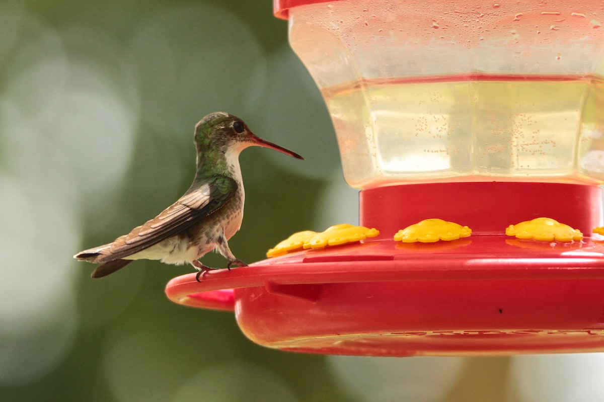 White-bellied Emerald - ML595478861