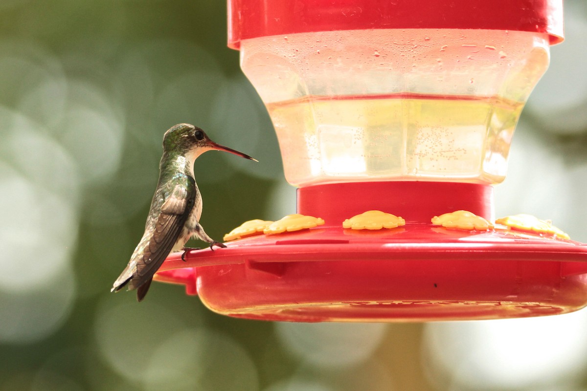 White-bellied Emerald - ML595478871