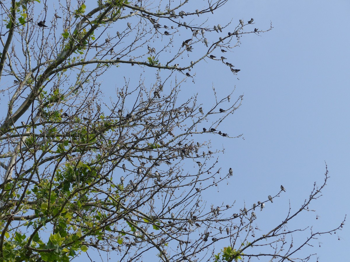 Bank Swallow - Jenny Bowman
