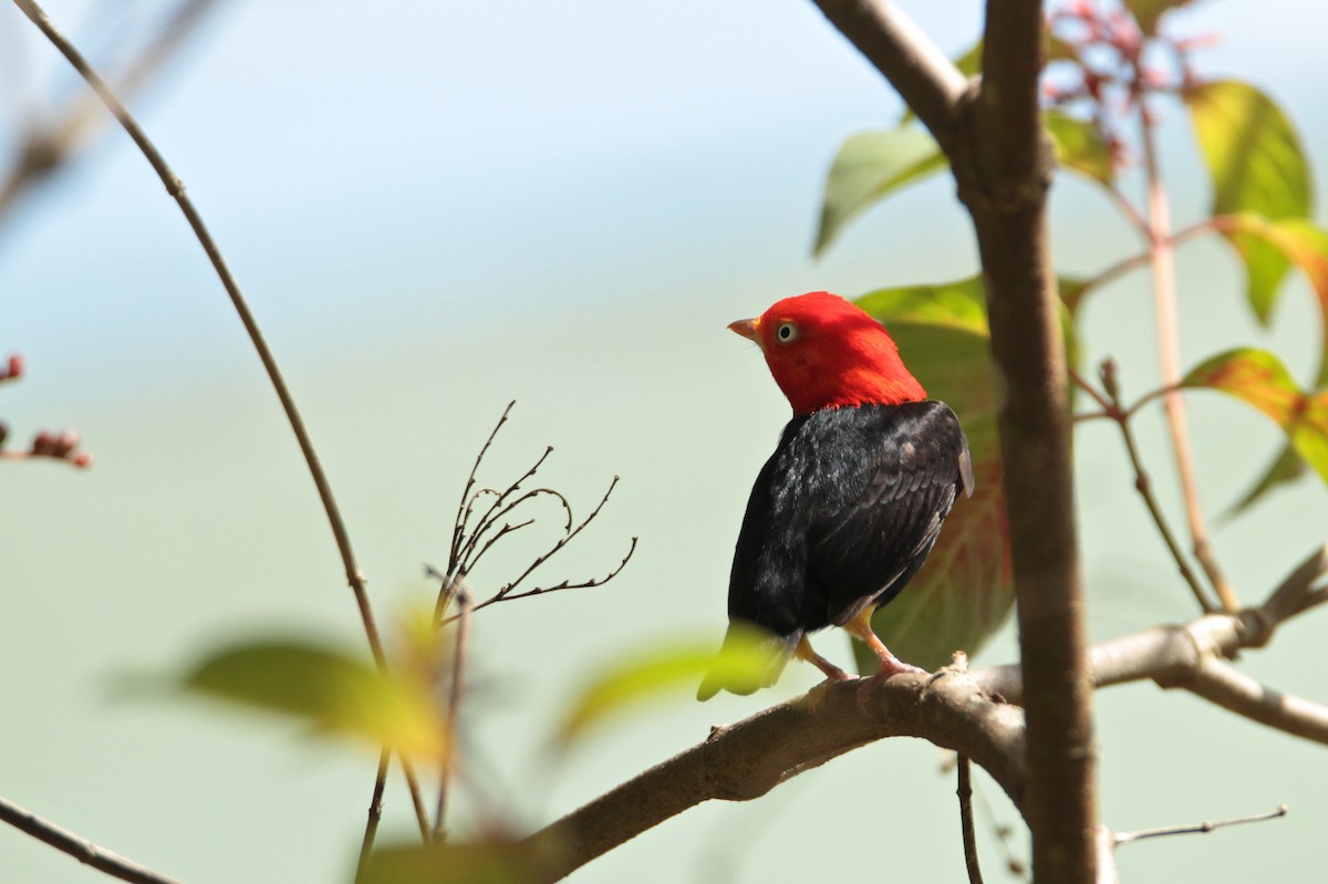 Red-capped Manakin - ML595480251
