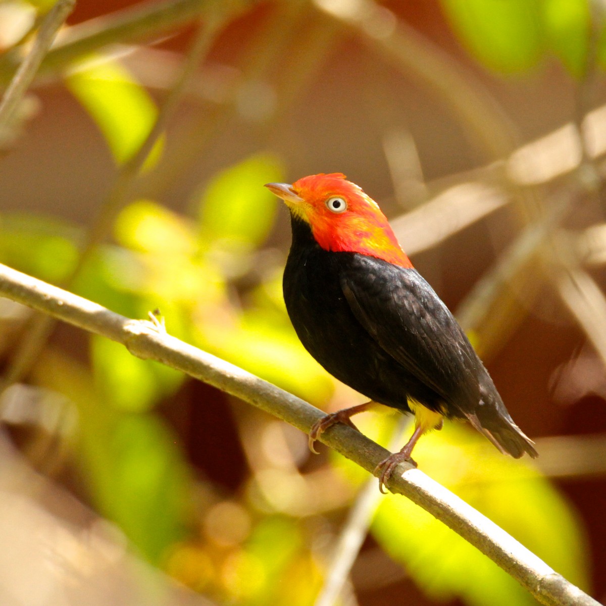 Red-capped Manakin - ML595480261