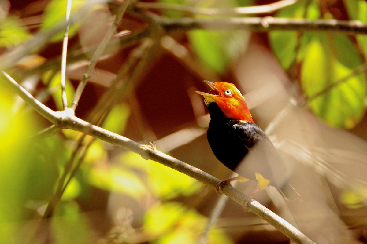 Red-capped Manakin - ML595480281
