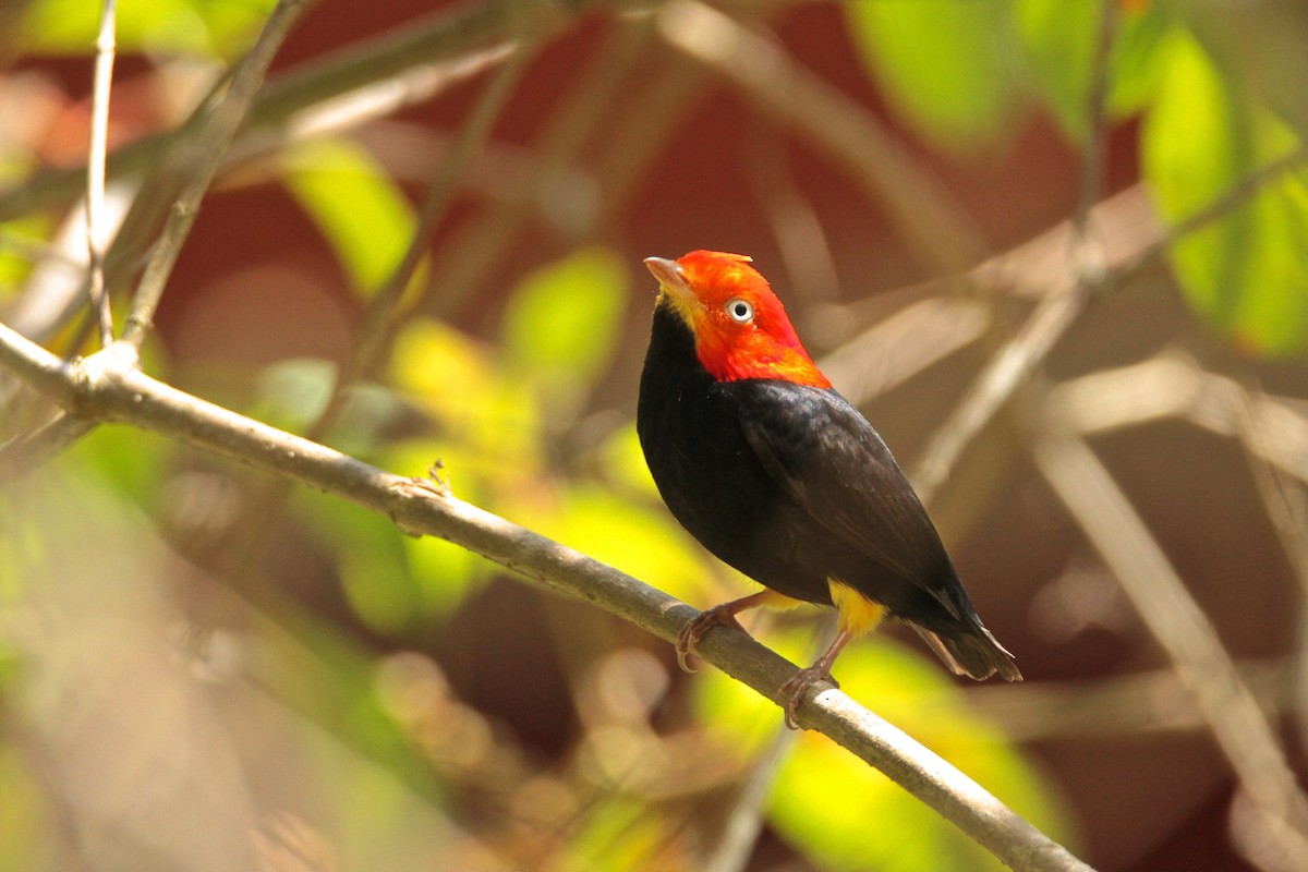 Red-capped Manakin - ML595480291