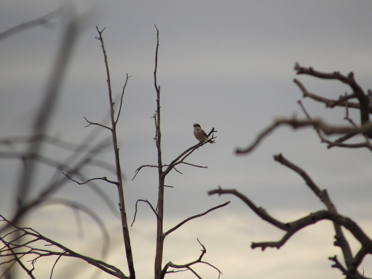 Loggerhead Shrike - ML595480841