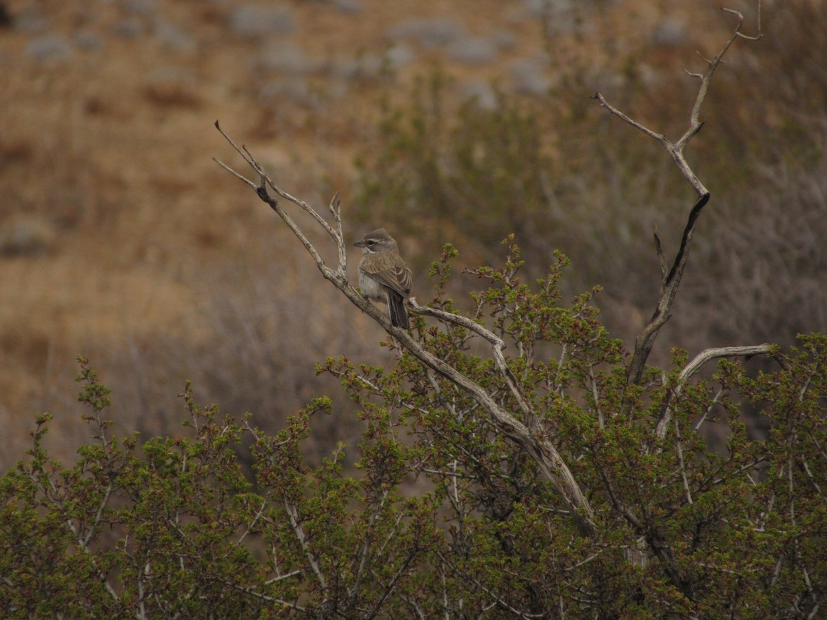 Black-throated Sparrow - ML595481201