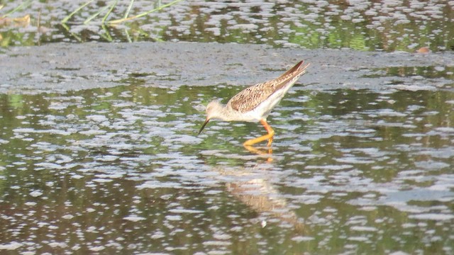 Lesser Yellowlegs - ML595481891