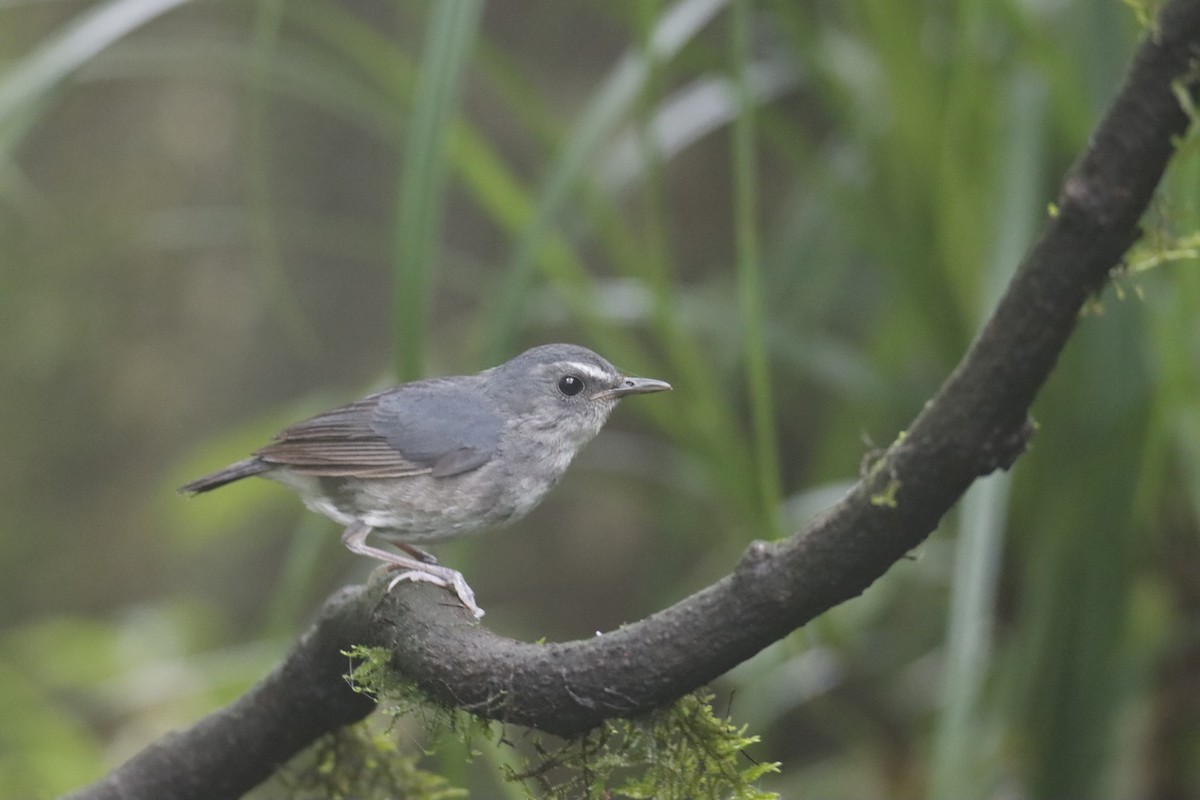 Lesser Shortwing - SUSANTA MUKHERJEE