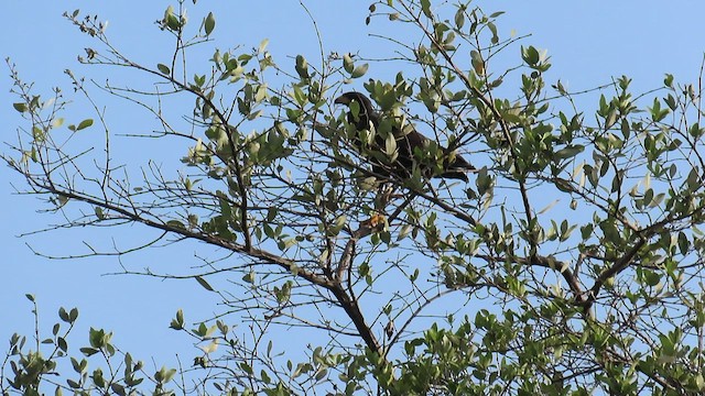 Rußbussard - ML595482201