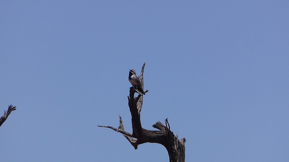 Black-throated Sparrow - ML59548261